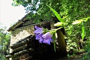 85  Campanula selvatica (Campanula trachelium) alla Baita Ronchi